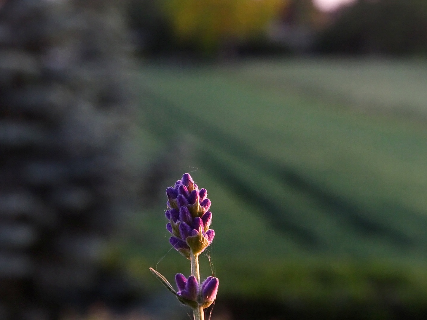 Hannover Landpartie Auf Schloss Buckeburg 2013 Wonderful