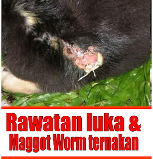Bukan doktor veterinar: Rawatan luka dan Maggot Worm ternakan