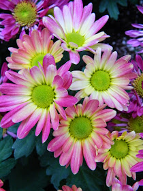 Allan Gardens Conservatory Fall Chrysanthemum Show 2014 pink mum by garden muses-not another Toronto gardening blog