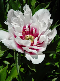Paeonia Cora Louise Hybrid Itoh Peony Toronto Botanical Garden by garden muses-not another Toronto gardening blog