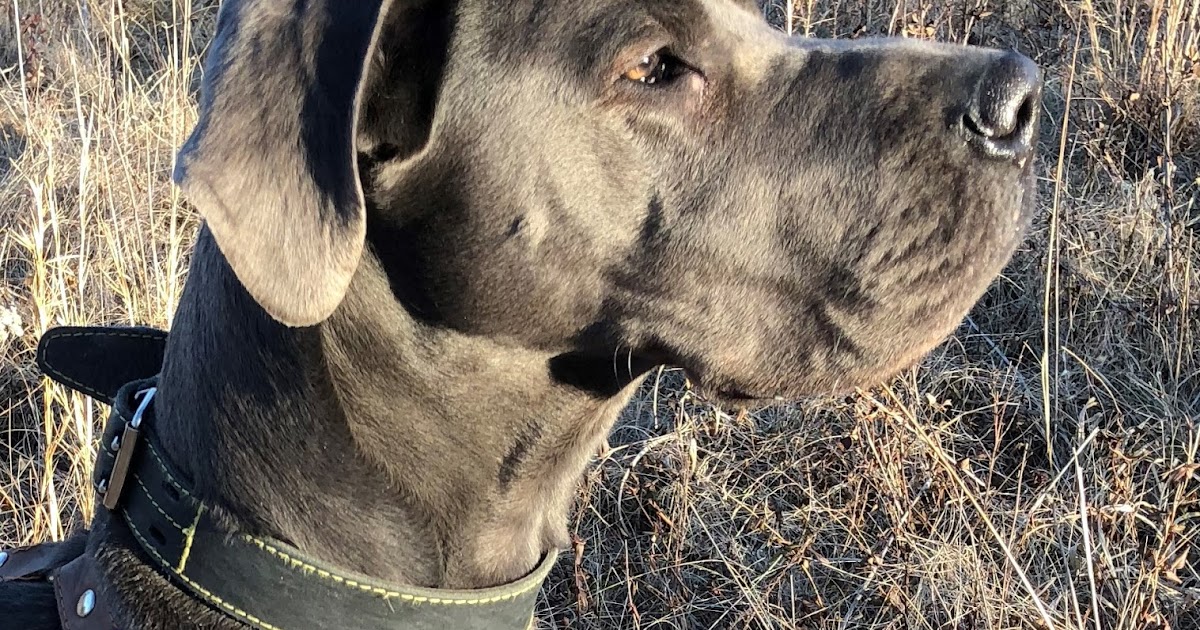 VA Dog Rescue The Tennessee Walker