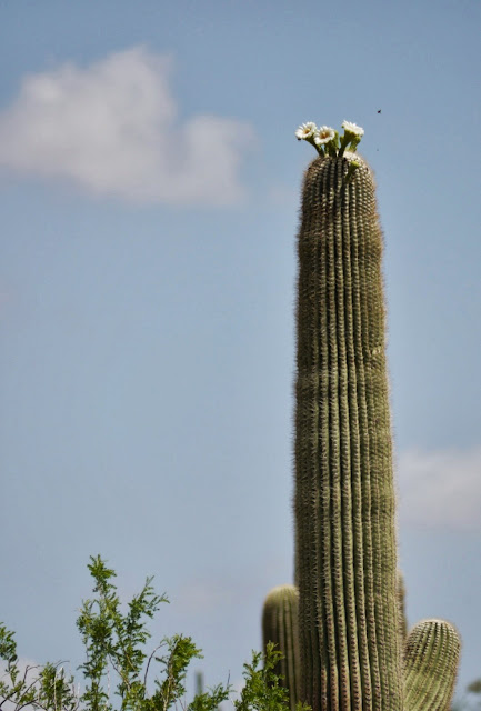 Saguaro National Park Cactus Arizona