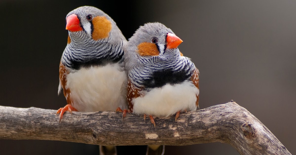 zebra finch bird zebra finch bird