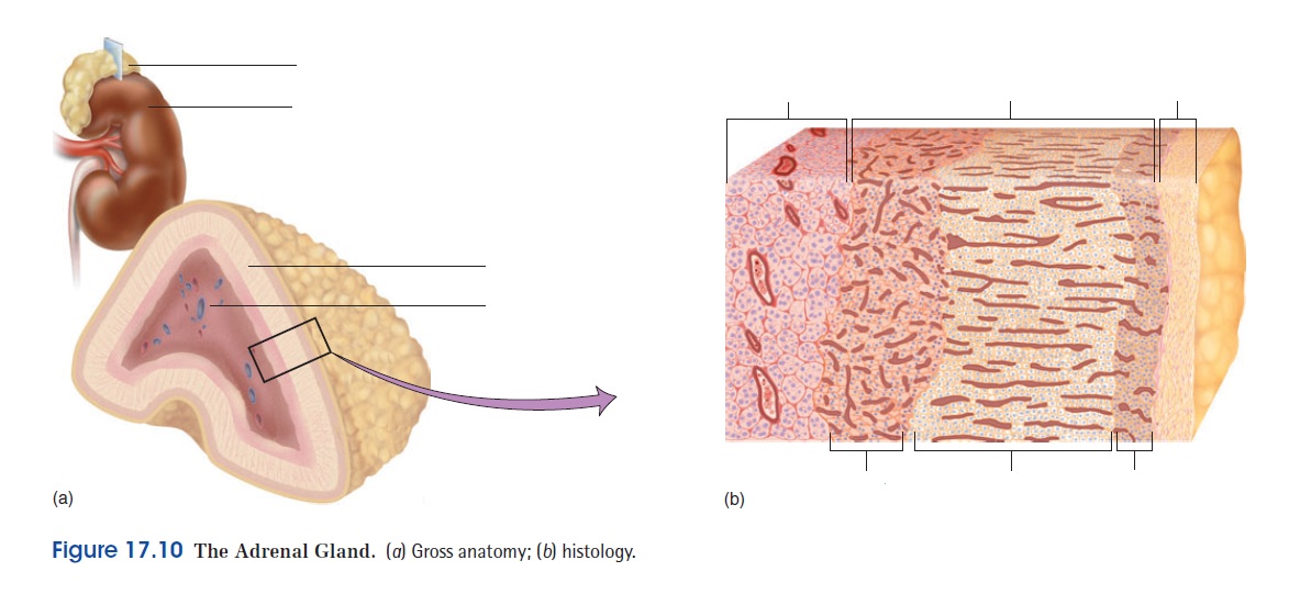 CLASS BLOG: BIO 202 Endocrine