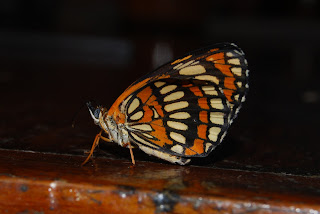 Birding Nicaragua