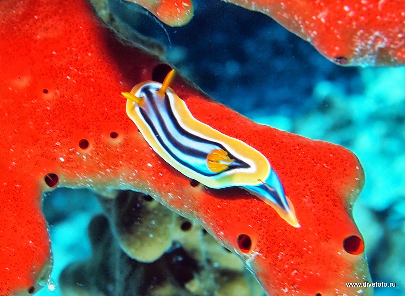 Заднежаберные моллюски. Морской Голожаберный моллюск. Голожаберный моллюск оранжевый. Голожаберные моллюски красного моря. Морской СЛИЗНЯК Голожаберник.