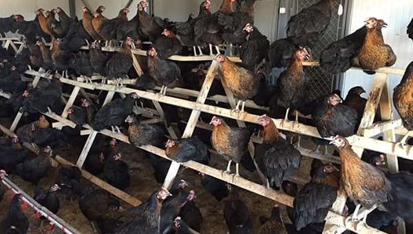 İyi Yumurta Nasıl Anlaşılır? Yumurta Üzerindeki Kodlar Ne Anlama