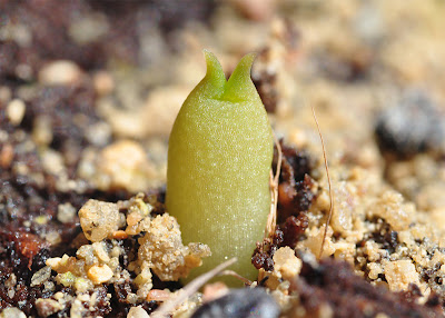 Immaculate Echinocactus polycephalus seedling