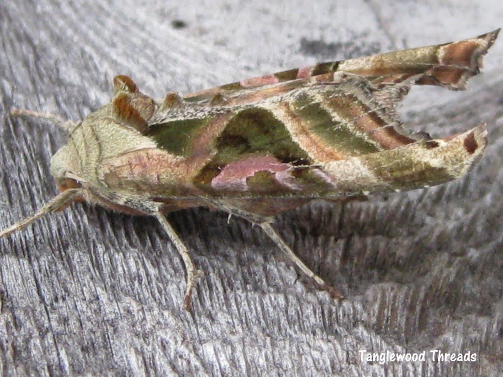 Tanglewood Threads: A Gathering of Moths