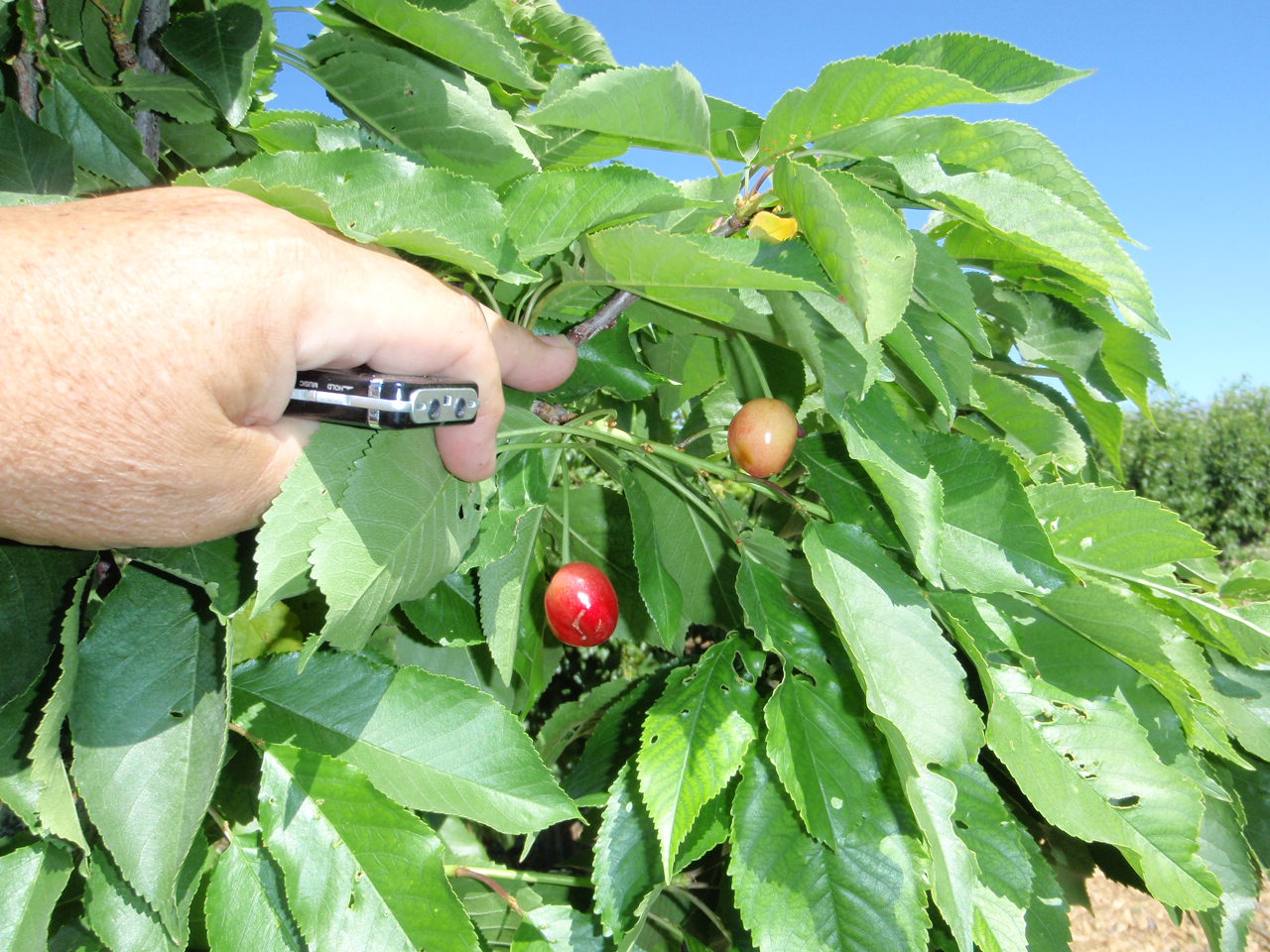 Xtremehorticulture of the Desert Sweet Cherries Are Hit and Miss in the Las Vegas Valley