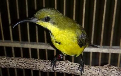 sogok ontong tips merawat burung sogok ontong mabung
