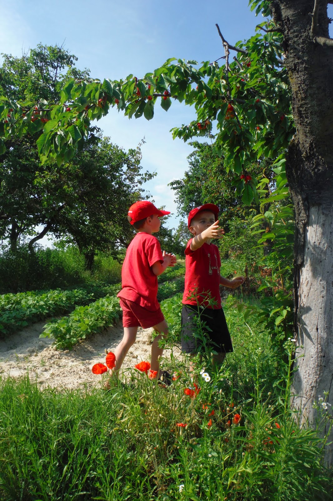 European Adventure Cherry picking