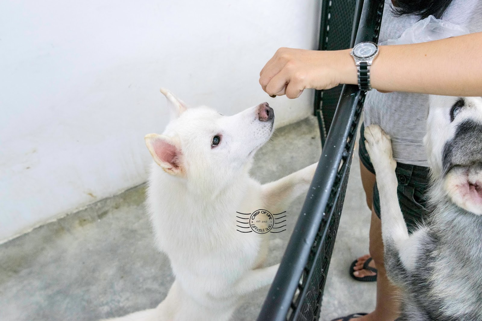 White Paws Mansion Dog House & Cafe Noordin Street, Penang Crisp of