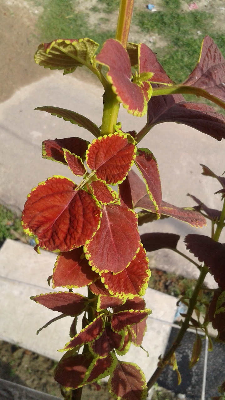 Primo E8+ review Camera Sample