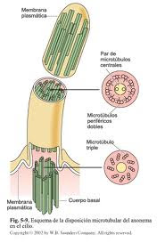 Biologia 1º Bachillerato.: Centriolos y cilios 