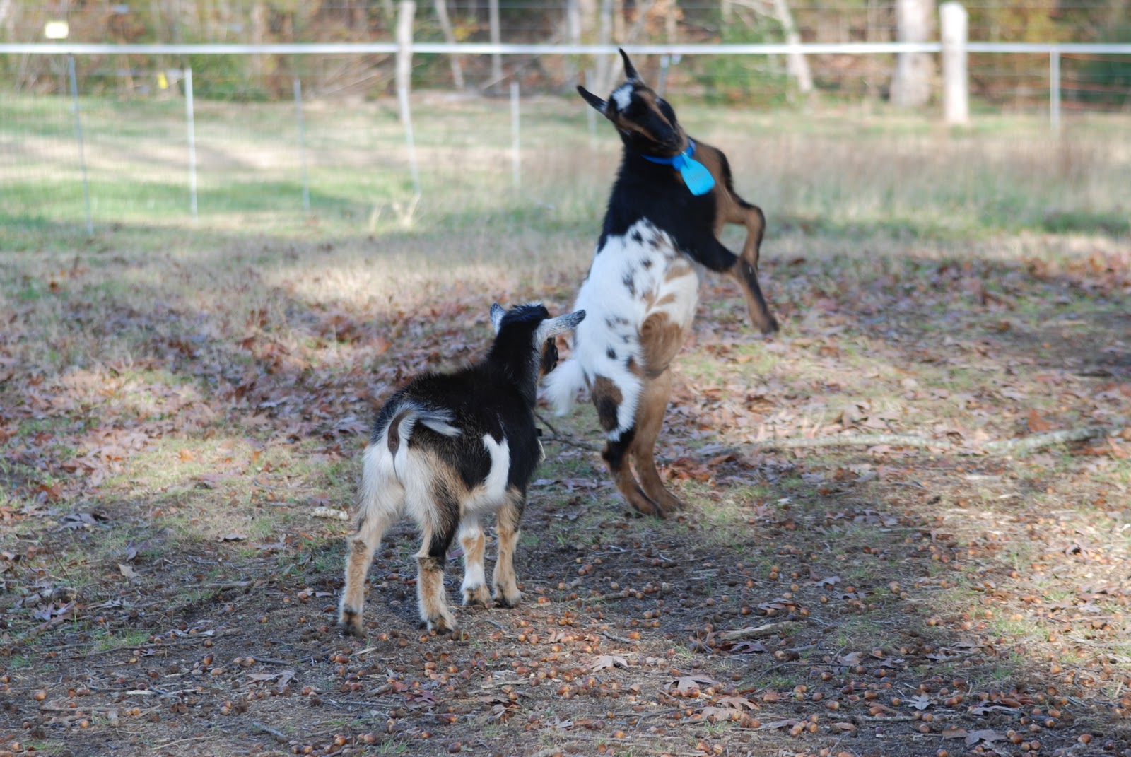 Wings of Dawn Farm Dancing Goats