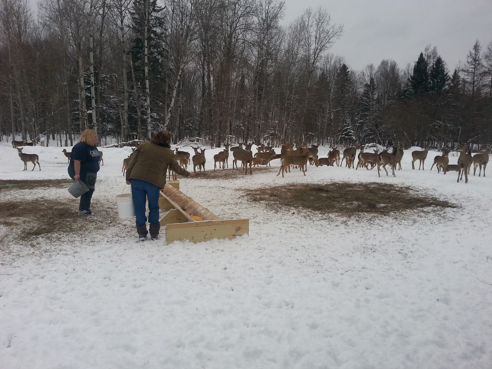 The Walking Stick Feeding the Deer in Hulbert, Michigan