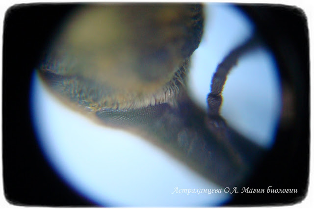 Голова долгоносика под микроскопом