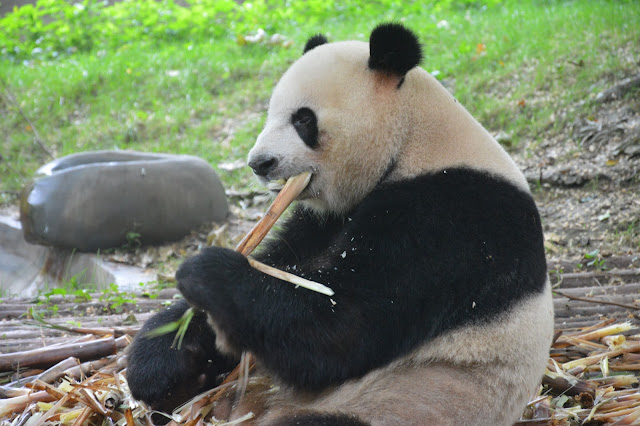 Centre de recherche des pandas à Chengdu