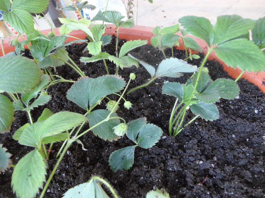 MACETÓN CON PLANTAS DE FRESAS