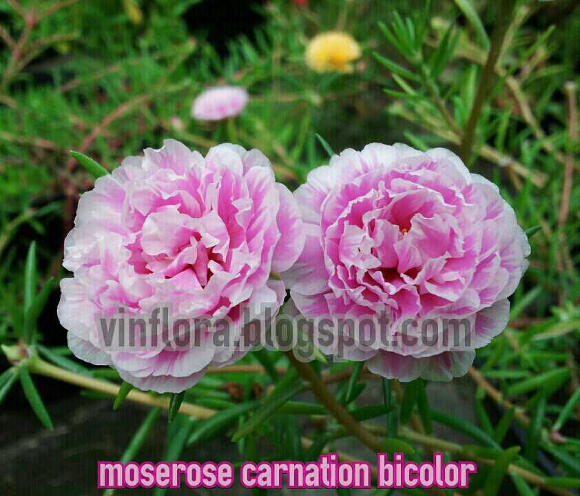 Vinflora Menanam Bunga Moss Rose Atau Portulaca Itu Mudah Dan Menyenangkan