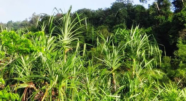 Temukan Tanaman Ini, Dan Anda Akan Dapatkan Miliaran Rupiah Temukan Tanaman Ini, Dan Anda Akan Dapatkan Miliaran Rupiah