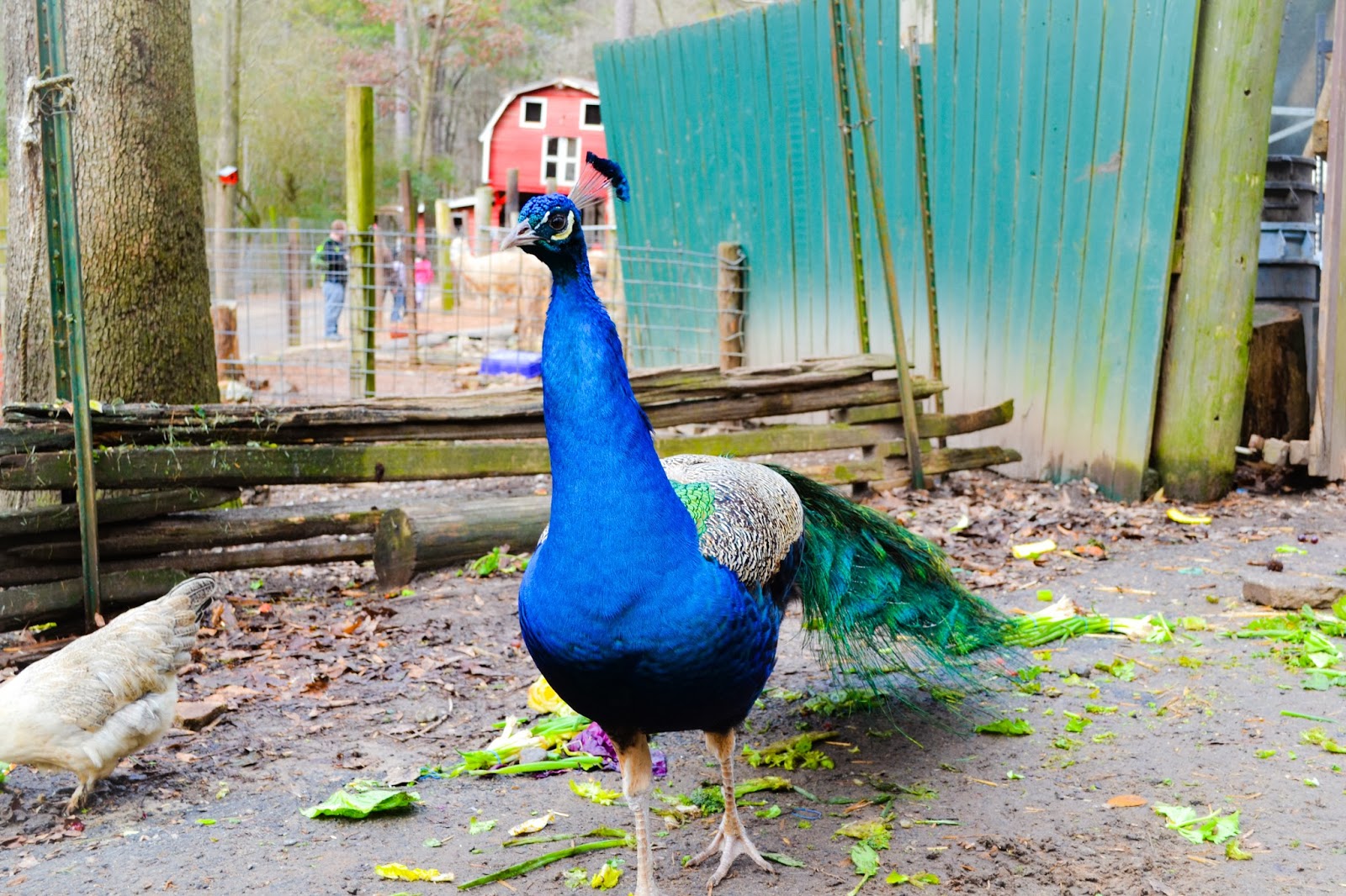 Family Field Trip To Yellow River Game Ranch