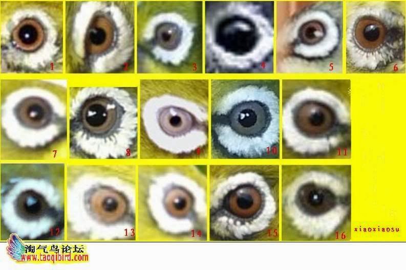 Panduan Memilih Merpati Dengan Matanya Milano Ruus