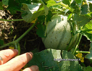 melone nell orto della fattoria didattica dell ortica a Savigno Valsamoggia Bologna vicino Zocca in Appennino