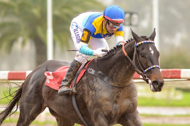 El Pendex corre hoy el Clásico Jockey Club en La Plata El Pendex Jump Start La Plata
