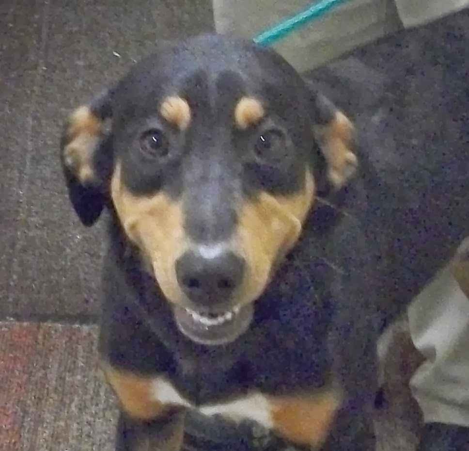 12/13/13 Hocking County Dog Shelter, Logan, OHIO.  Please Clicpic