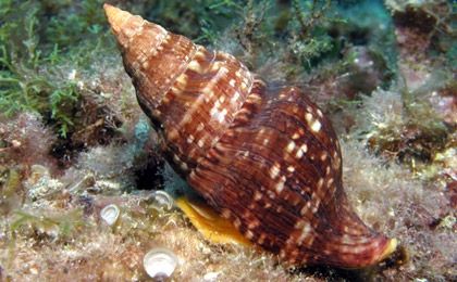 CARACTERÍSTICAS PRINCIPALES DE LOS MOLUSCOS