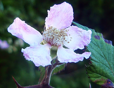 Zarzamora (Rubus ulmifolius)
