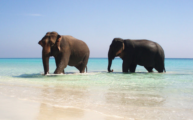 Beautiful animal wallpaper with a picture of two elephants walking in shallow water of the sea at a beach