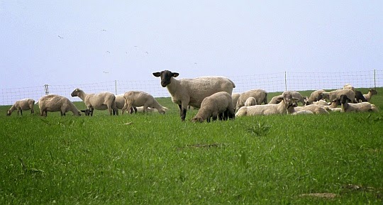 U tratě (430 m n.p.m.). Stado pasących się owiec powyżej rozstaju szlaków.