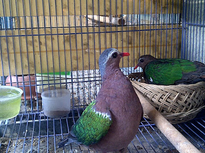 Breeding Burung Delimukan Pawiro Bird Farm Dove And Pigeon Breeder