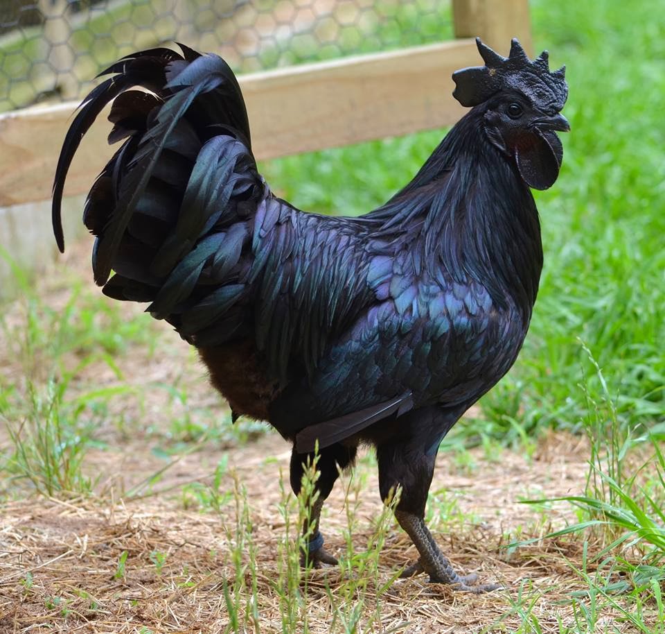 7 Fakta Ayam Cemani Seluruh Tubuhnya Hitam Tapi Telurnya Putih Jendela Dunia