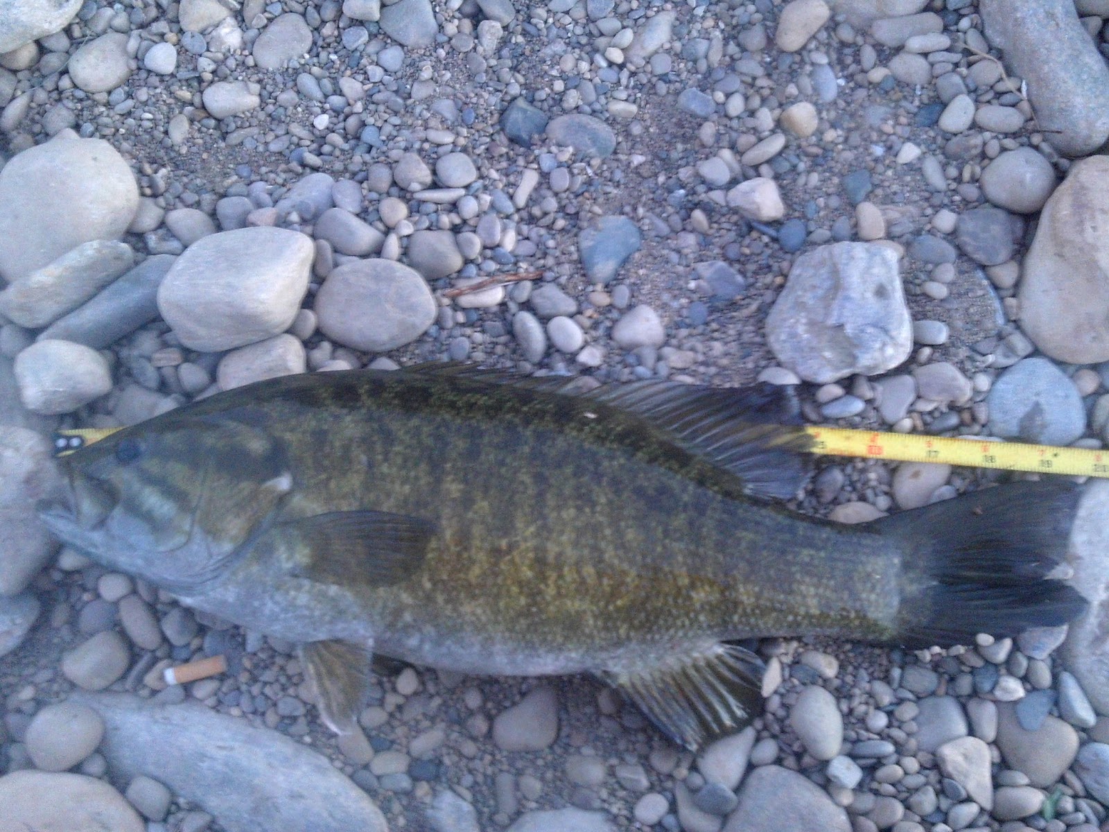 Steven outside: 20" smallmouth bass