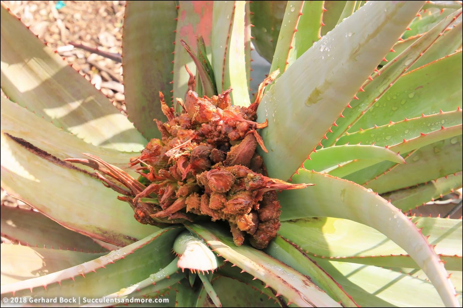 Succulents and More My first drivethrough nursery experience