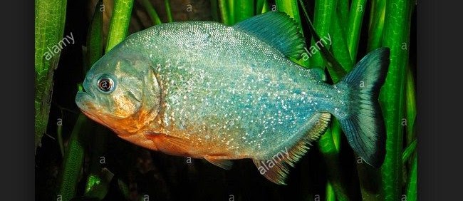 Ikan Piranha, Jenis dan Cara Merawatnya
