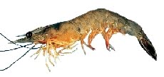 Camarão Rosa (Farfantepenaeus paulensis) Camarão Rosa (Farfantepenaeus paulensis)