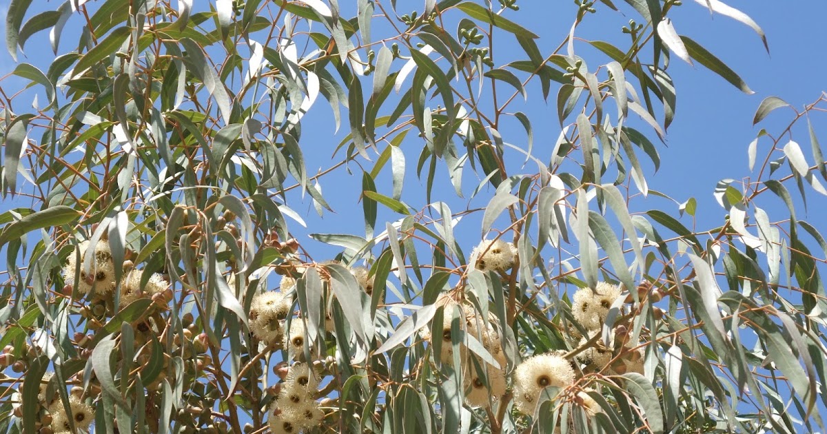 HERBAL PICNIC EUCALYPTUS TREE