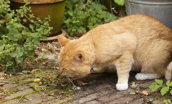 Penyebab dan Cara Mengobati Kucing Keracunan