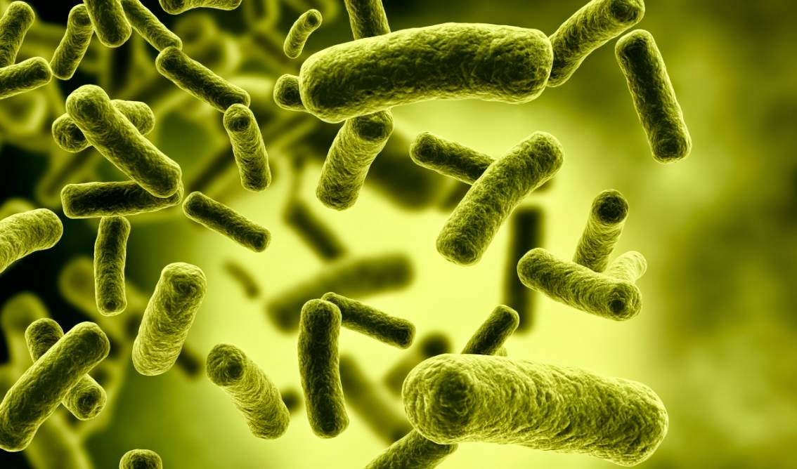 Reino Monera Bacterias Coggle Diagram - Gambaran