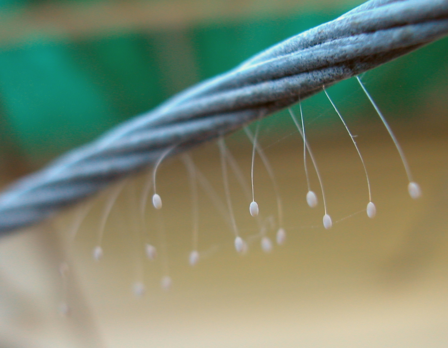 in my view back yard moths eggs