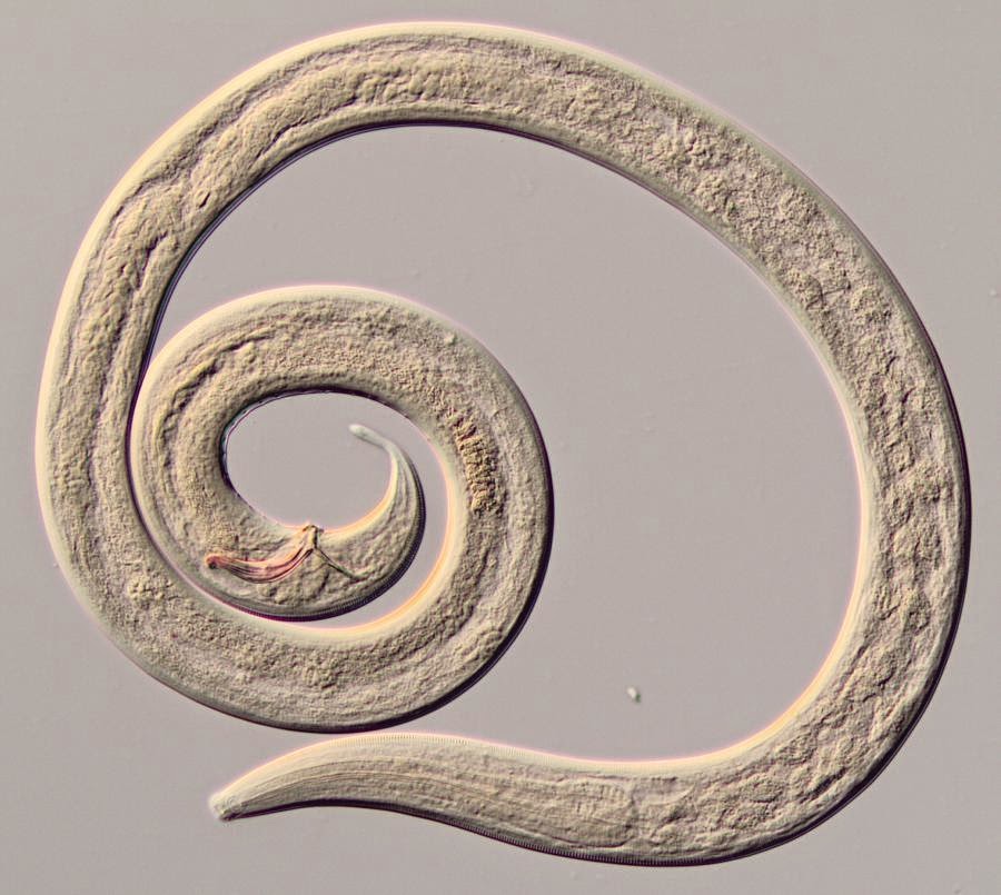 The Featured Creatures The Good, The Bad, The Nematode