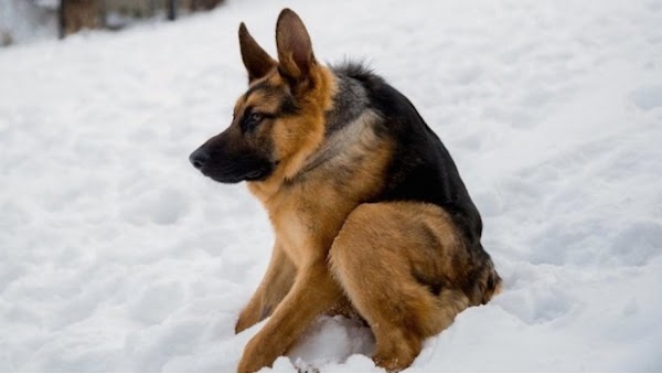 Quasimodo, el perro con joroba del que todo mundo está enamorado