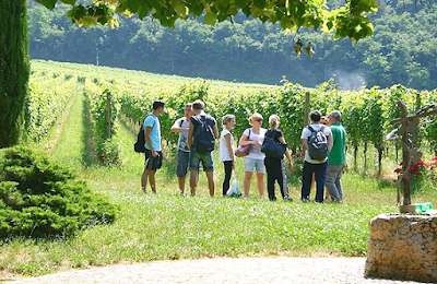 studenti in vigna studenti in vigna