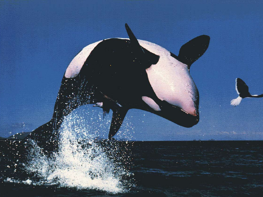 All photos gallery Orca jumping, orca jumping out of water, orcas jumping