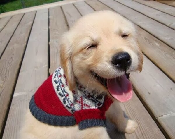 Cute dogs - part 9 (50 pics), golden retriever puppy wears sweater and feels happy